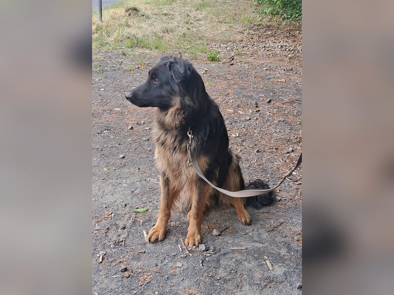 Kira sucht ein neues Zuhause