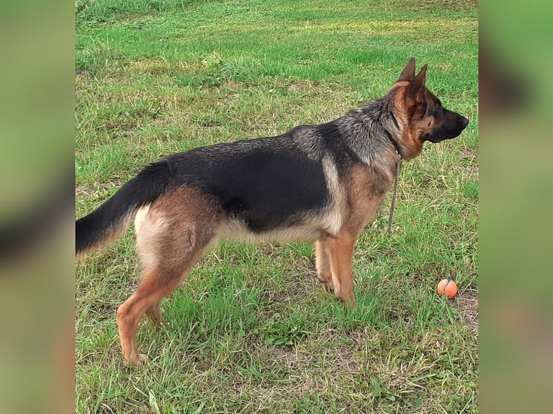 Schäferhundwelpen