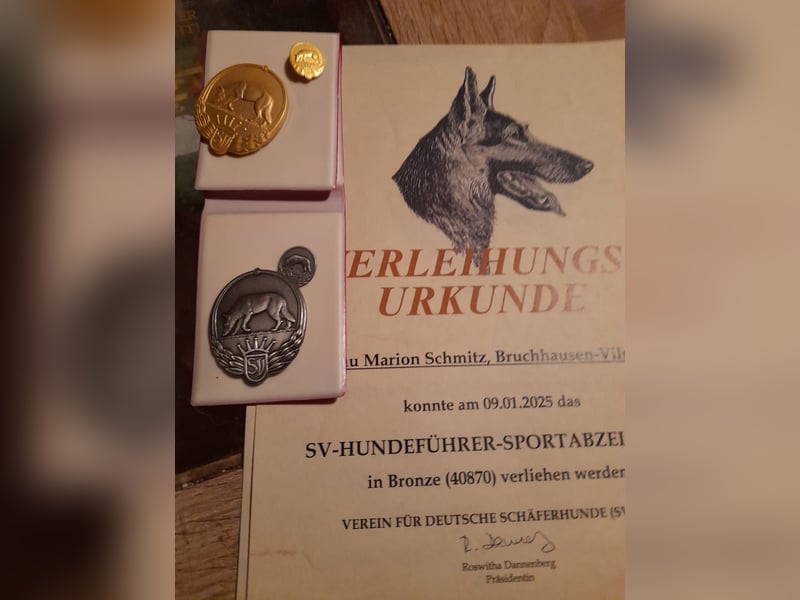 Schäferhundwelpen