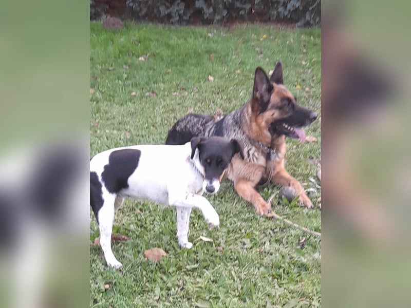 Schäferhundwelpen