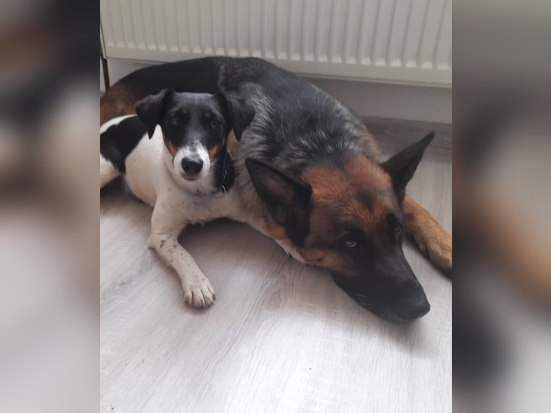 Schäferhundwelpen