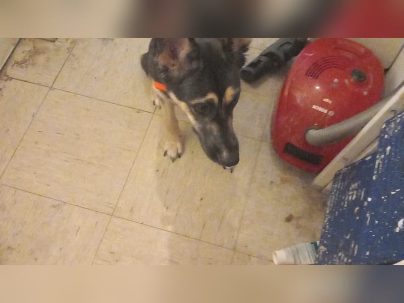 Hund abzugeben