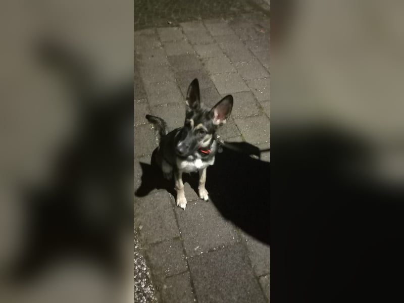 Hund abzugeben
