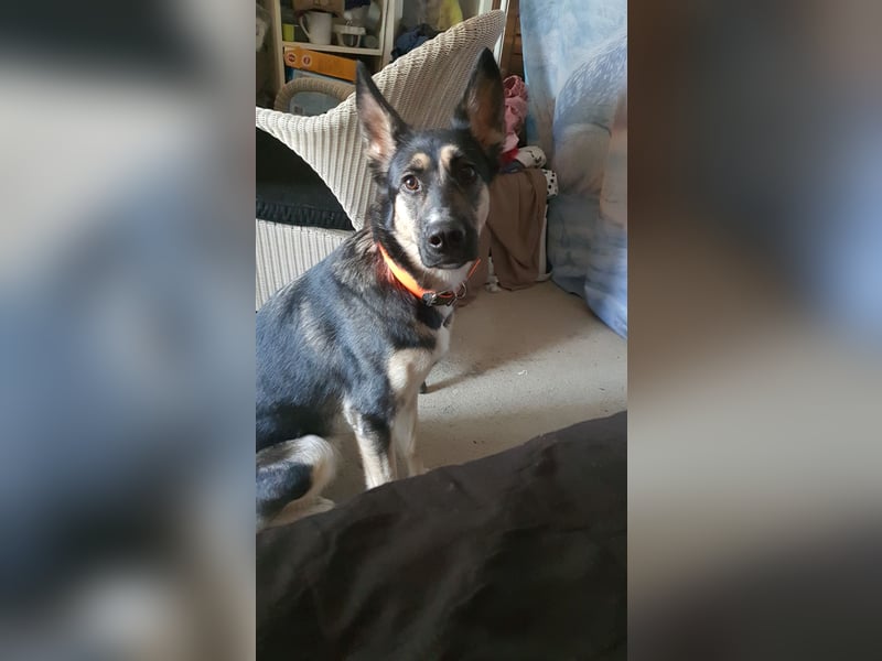 Hund abzugeben