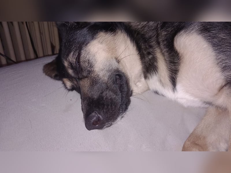 Hund abzugeben