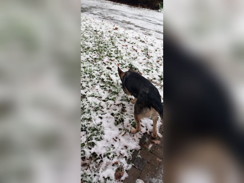 Hund abzugeben