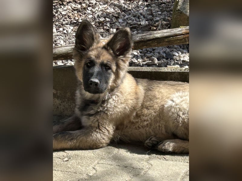 Altdeutsche Schäferhunde