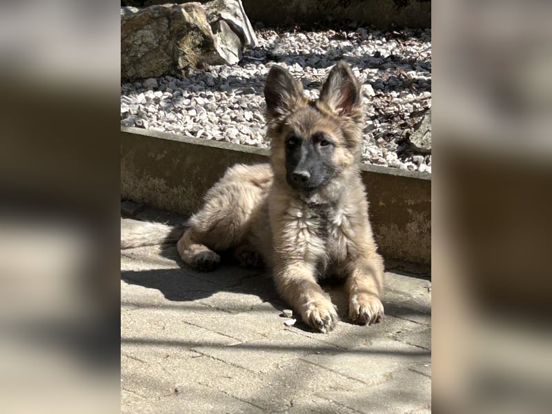 Altdeutsche Schäferhunde