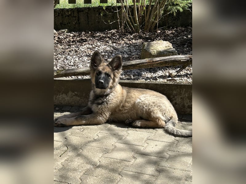 Altdeutsche Schäferhunde
