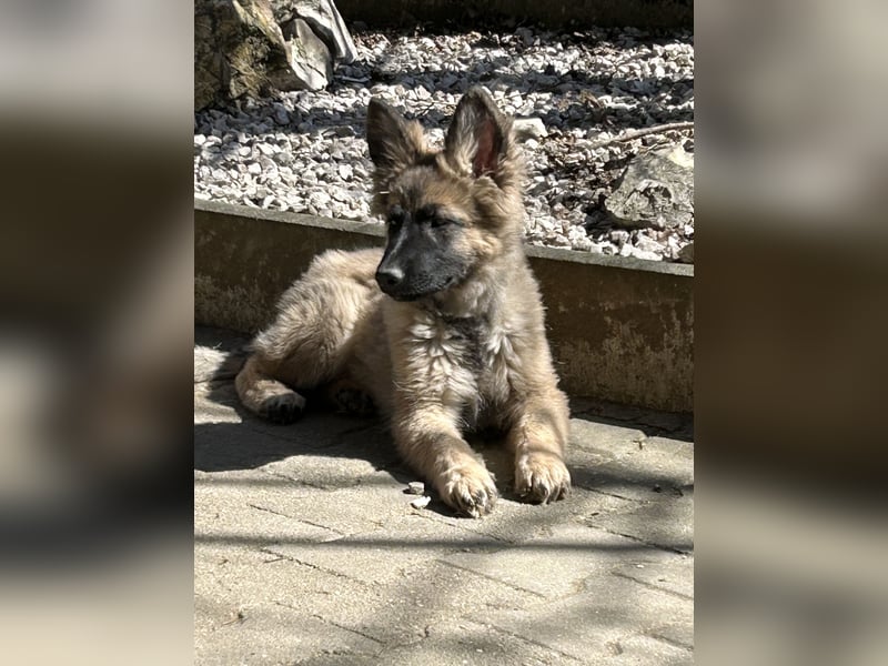 Altdeutsche Schäferhunde