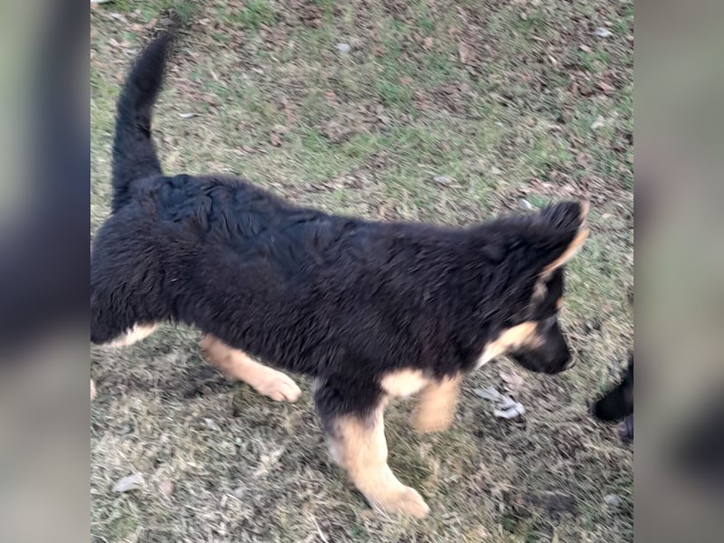 Altdeutsche Schäferhund-Welpen/Junghunde