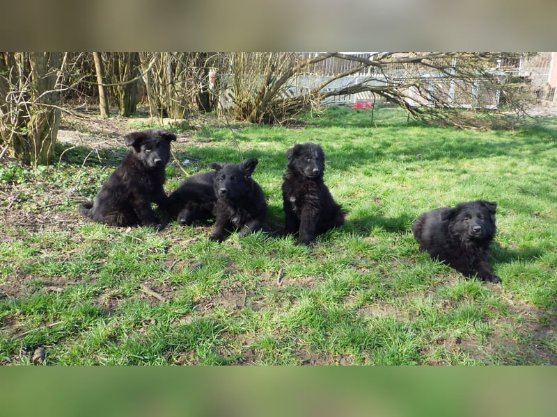 Altdeutsche Schäferhund-Welpen/Junghunde