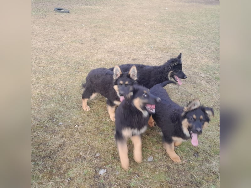 Altdeutsche Schäferhund-Welpen/Junghunde