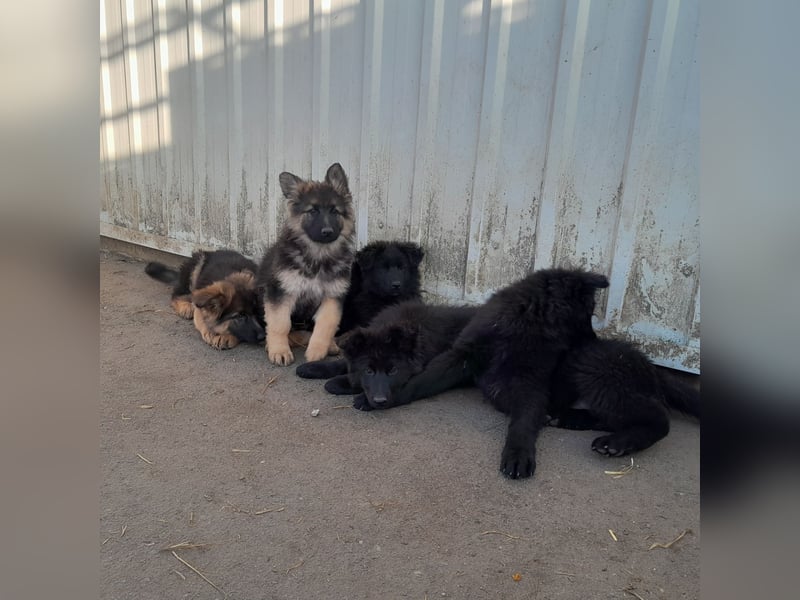 Altdeutsche Schäferhund-Welpen/Junghunde