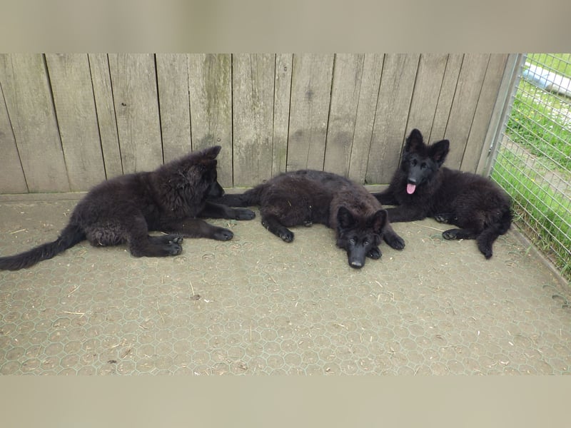 Altdeutsche Schäferhund-Welpen/Junghunde