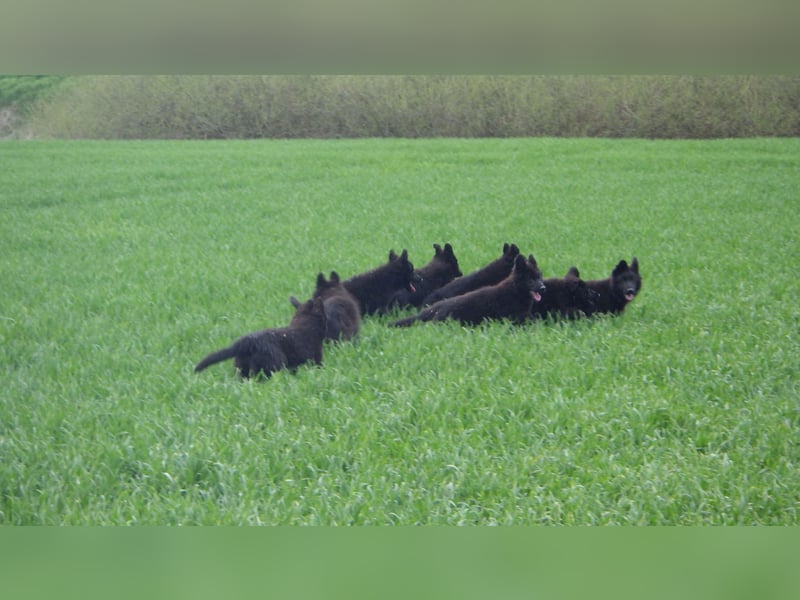 Altdeutsche Schäferhund-Welpen/Junghunde