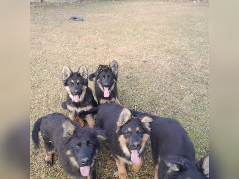 Altdeutsche Schäferhund-Welpen/Junghunde