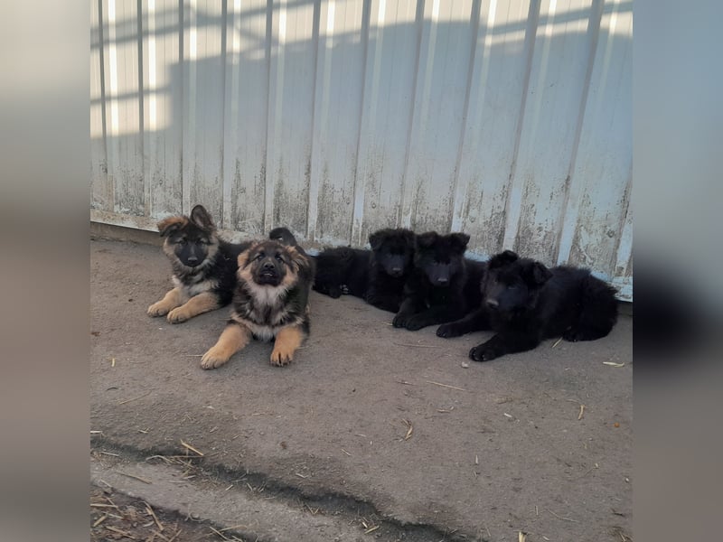 Altdeutsche Schäferhund-Welpen/Junghunde
