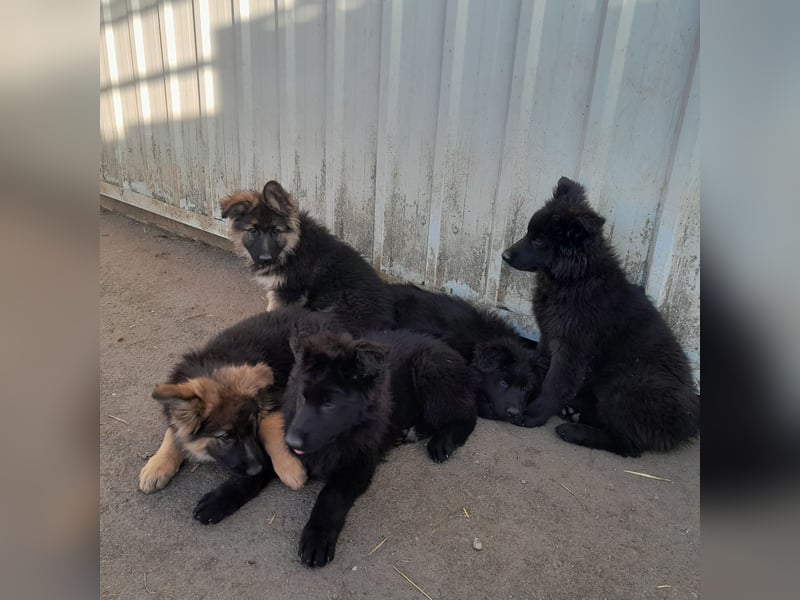 Altdeutsche Schäferhund-Welpen/Junghunde