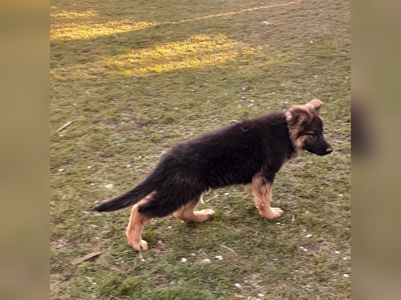 Altdeutsche Schäferhund-Welpen/Junghunde