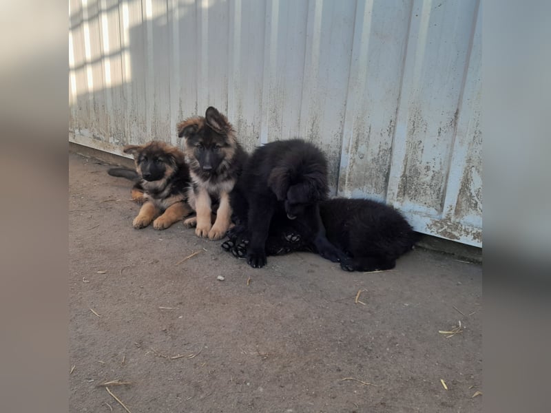 Altdeutsche Schäferhund-Welpen/Junghunde