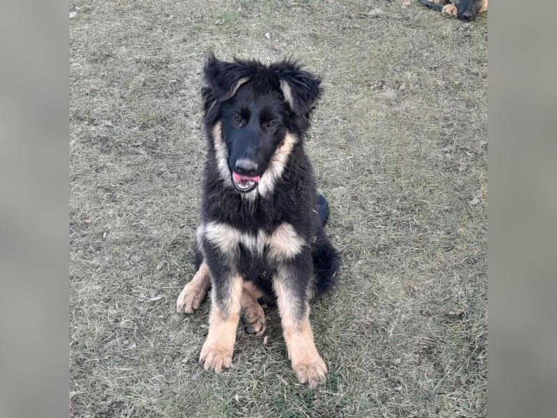Altdeutsche Schäferhund-Welpen/Junghunde