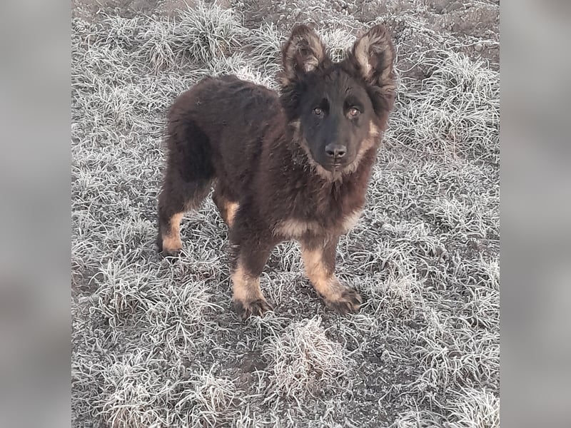 Altdeutsche Schäferhund-Welpen/Junghunde