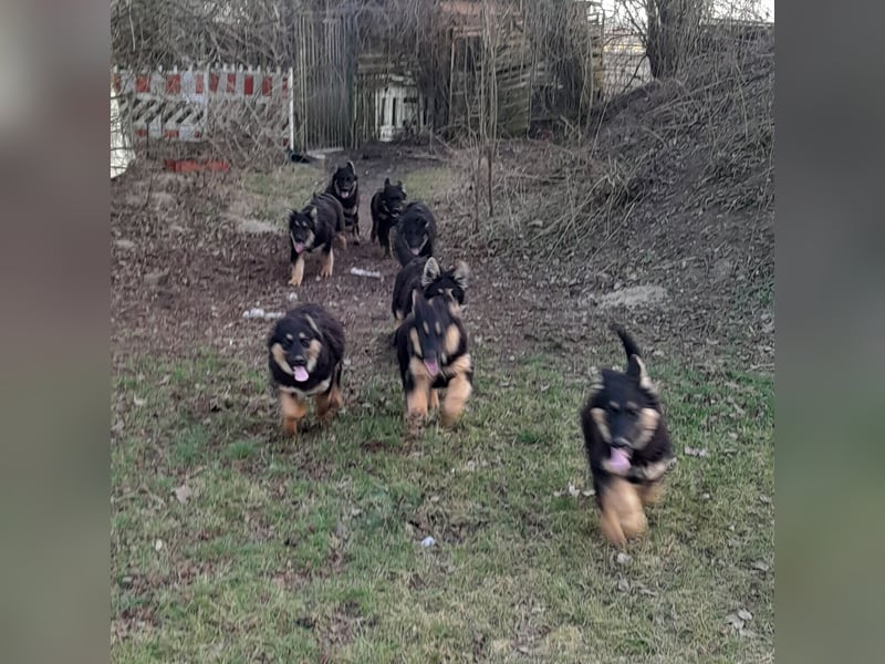 Altdeutsche Schäferhund-Welpen/Junghunde