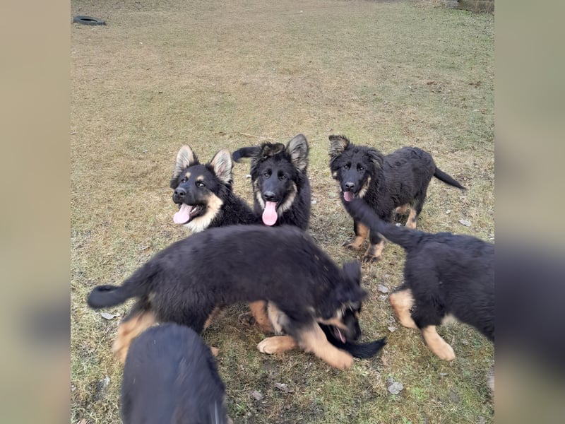 Altdeutsche Schäferhund-Welpen/Junghunde