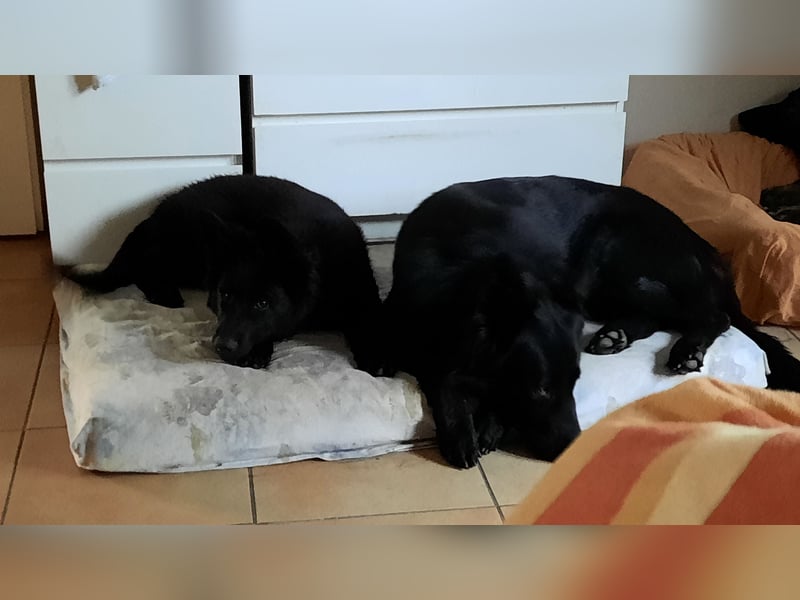 Altdeutsche Schäferhund Welpen