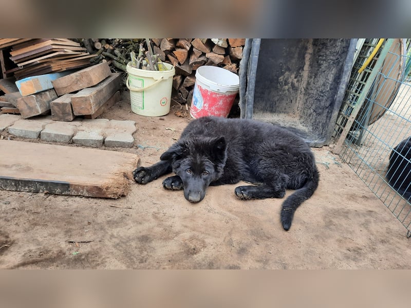 Altdeutsche Schäferhund Welpen