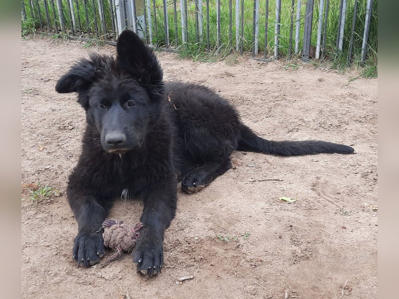 Altdeutsche Schäferhund Welpen