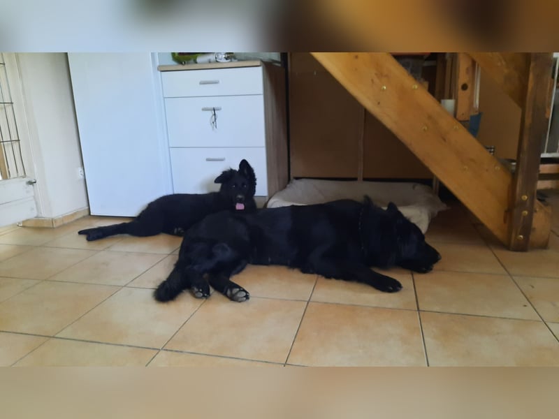 Altdeutsche Schäferhund Welpen
