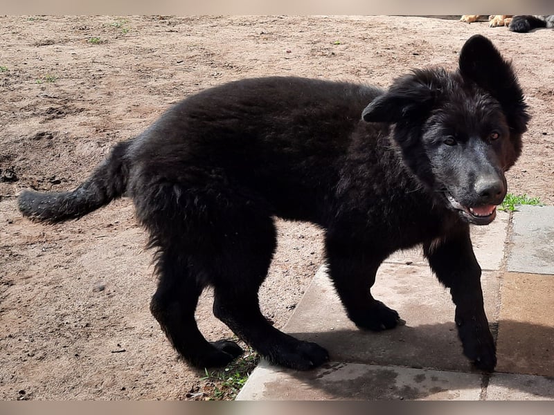 Altdeutsche Schäferhund Welpen