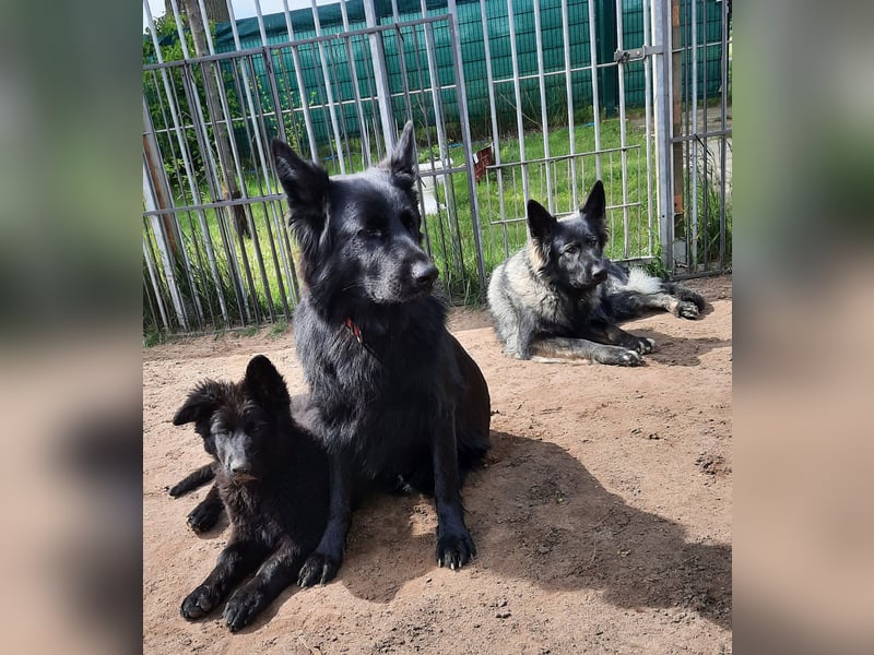Altdeutsche Schäferhund Welpen