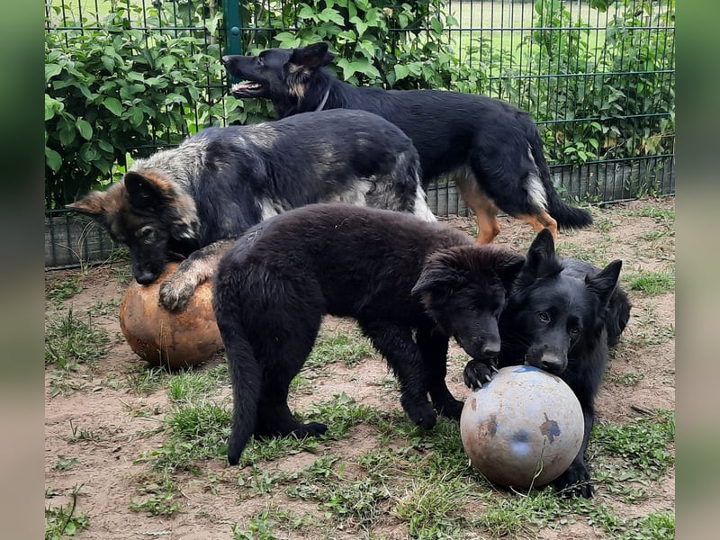 Altdeutsche Schäferhund Welpen