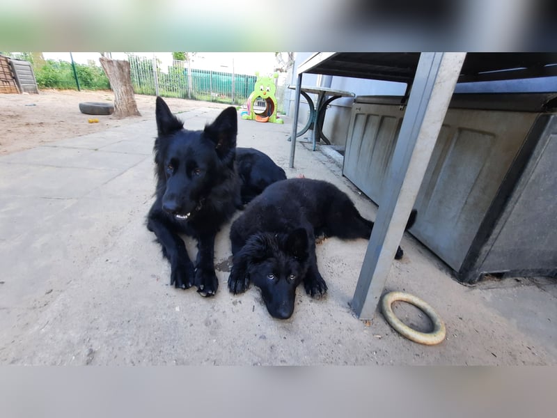 Altdeutsche Schäferhund Welpen