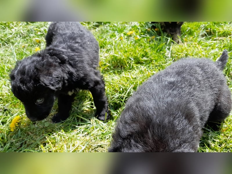 Altdeutscher Hütehund - 2 x Süddeutsche Schwarze - 1 x Gelbbacke