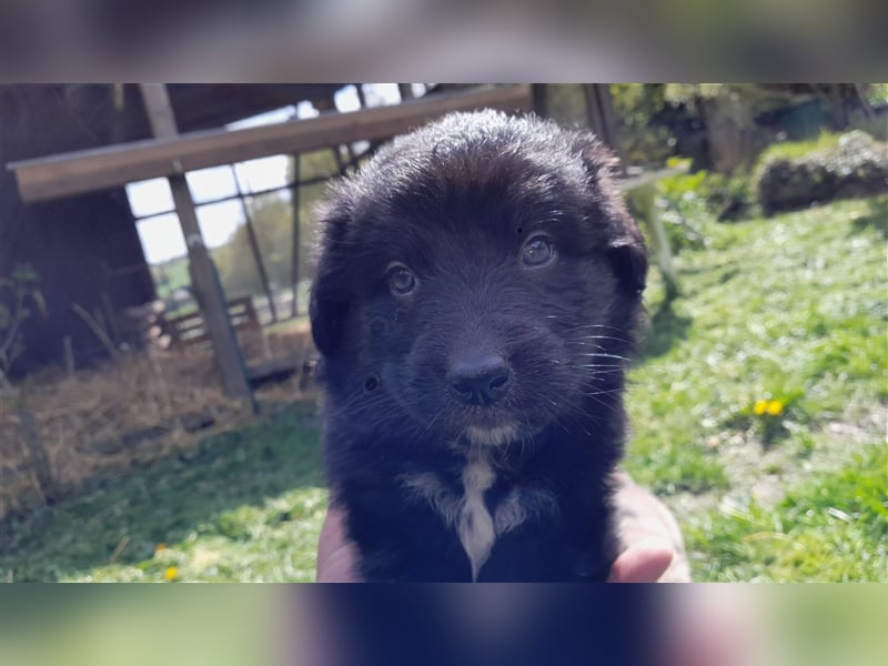 Altdeutscher Hütehund - 2 x Süddeutsche Schwarze - 1 x Gelbbacke
