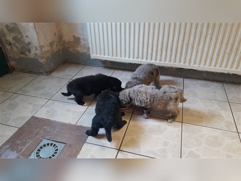 Altdeutscher Hütehund - 2 x Süddeutsche Schwarze - 1 x Gelbbacke