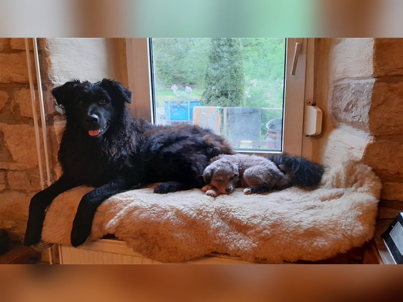 Altdeutscher Hütehund - 2 x Süddeutsche Schwarze - 1 x Gelbbacke