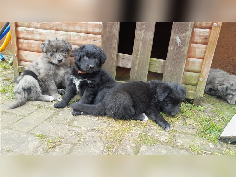 Altdeutscher Hütehund - 2 x Süddeutsche Schwarze - 1 x Gelbbacke