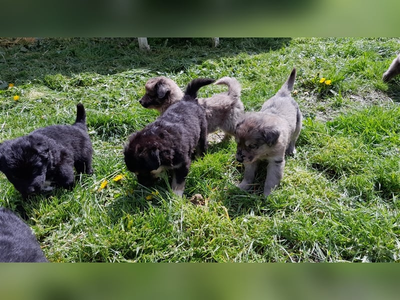 Altdeutscher Hütehund - 2 x Süddeutsche Schwarze - 1 x Gelbbacke