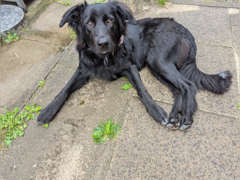 Hofhund Herdenschutzhund