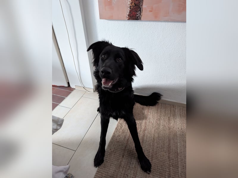 Hofhund Herdenschutzhund