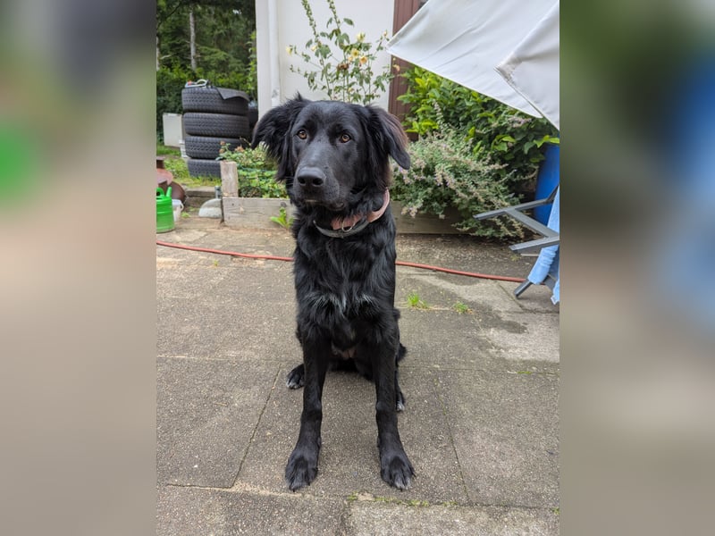 Hofhund Herdenschutzhund