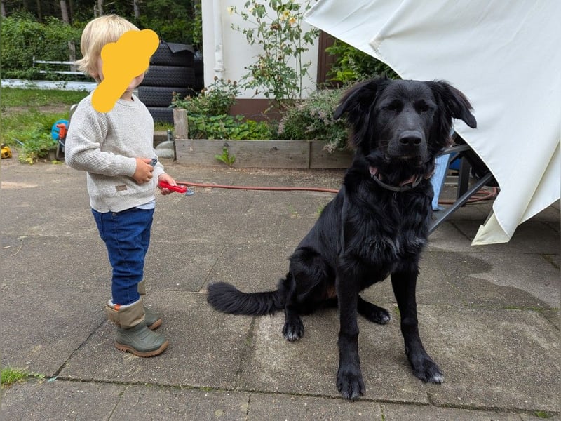 Hofhund Herdenschutzhund