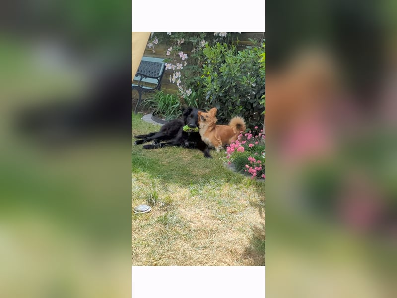 Hofhund Herdenschutzhund