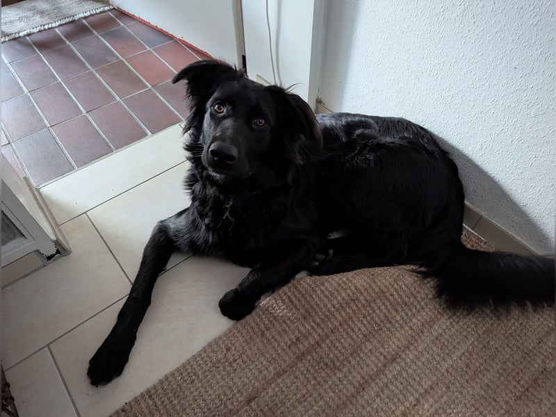Hofhund Herdenschutzhund