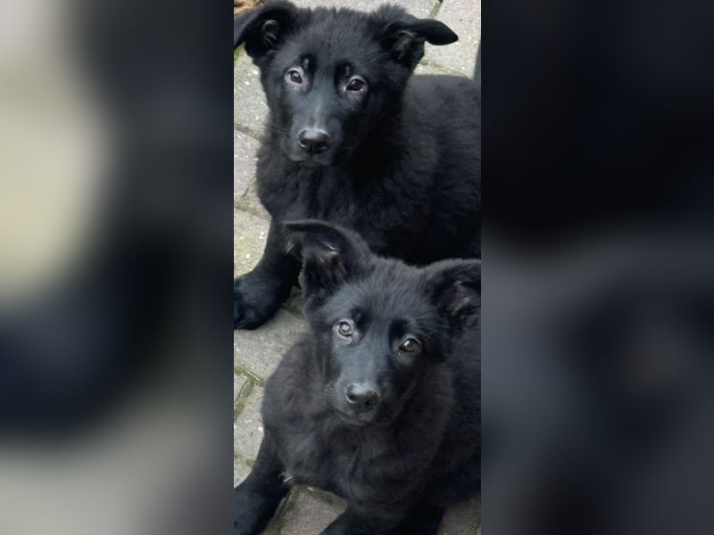 Schäferhund Welpen